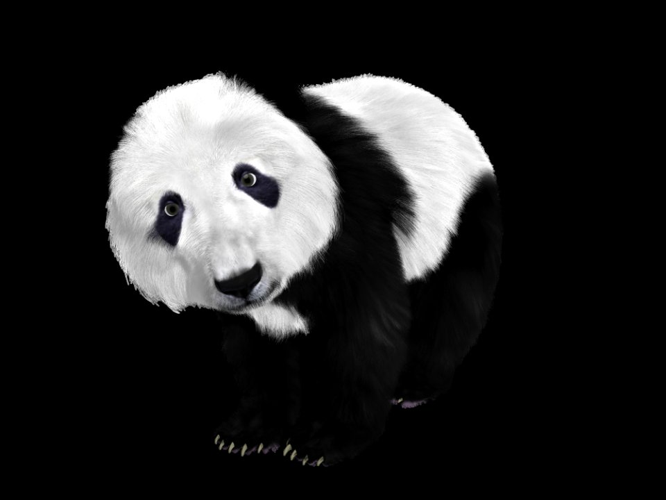 Black Black And White Giant Panda Snout