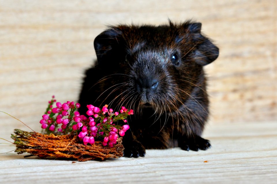 Fauna Guinea Pig Whiskers Rodent