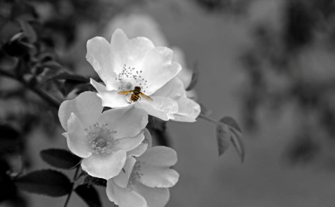 Flower White Black And White Monochrome Photography photo
