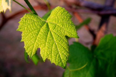 Leaf Vegetation Grapevine Family Grape Leaves photo