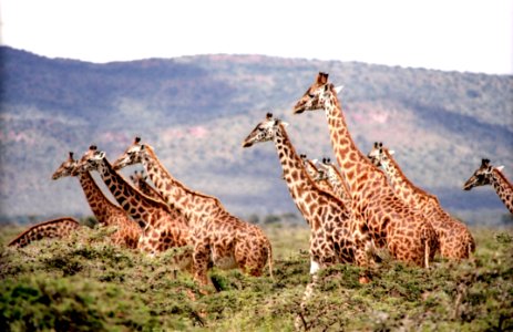 Giraffe Terrestrial Animal Wildlife Fauna