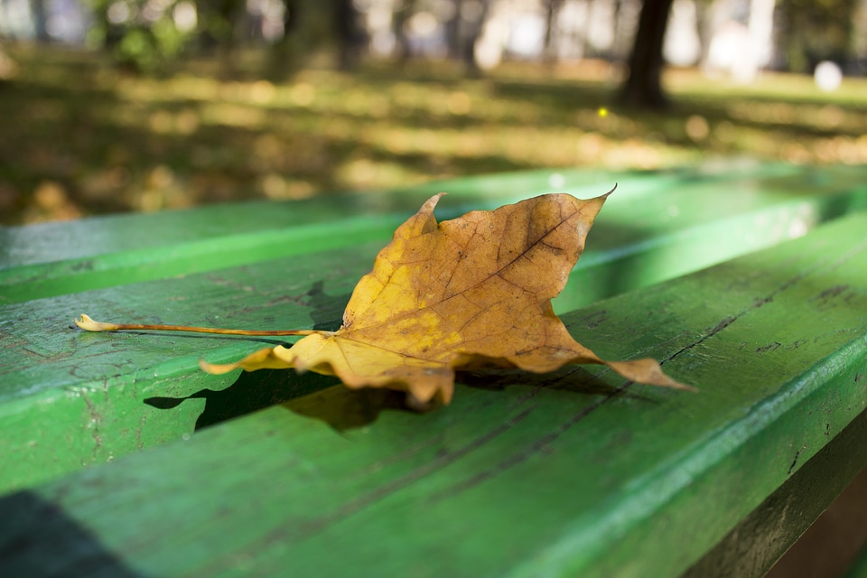 Nature yellow season