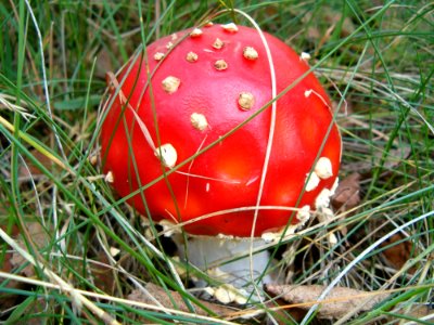 Mushroom Fungus Agaric Penny Bun