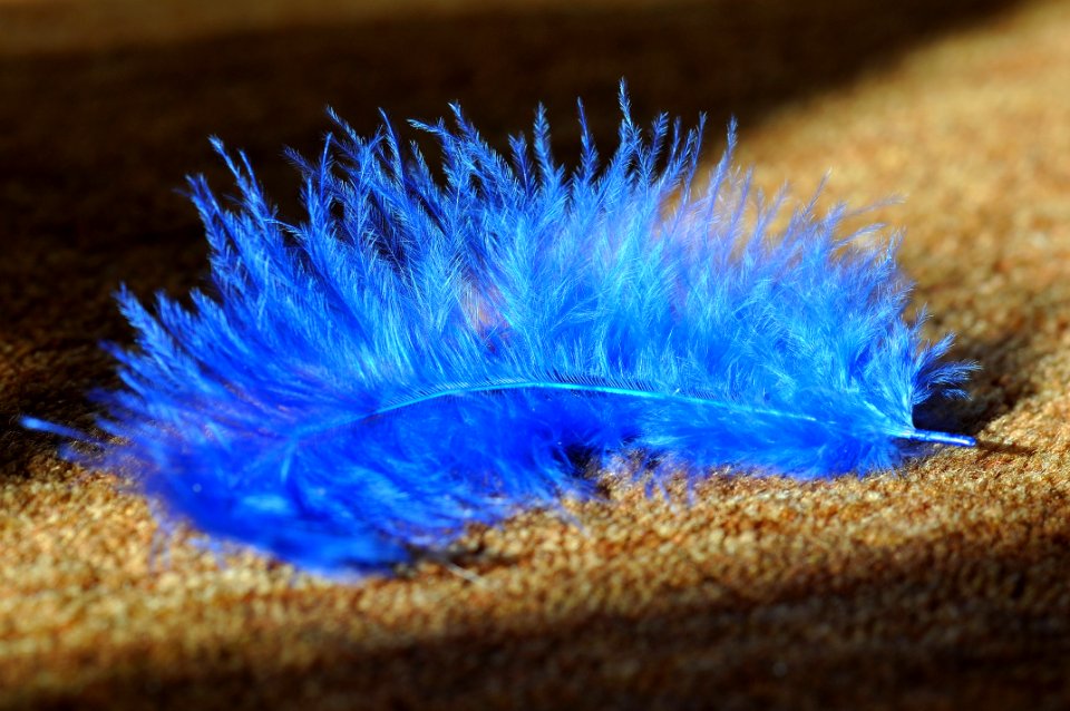 Blue Feather Close Up Macro Photography photo