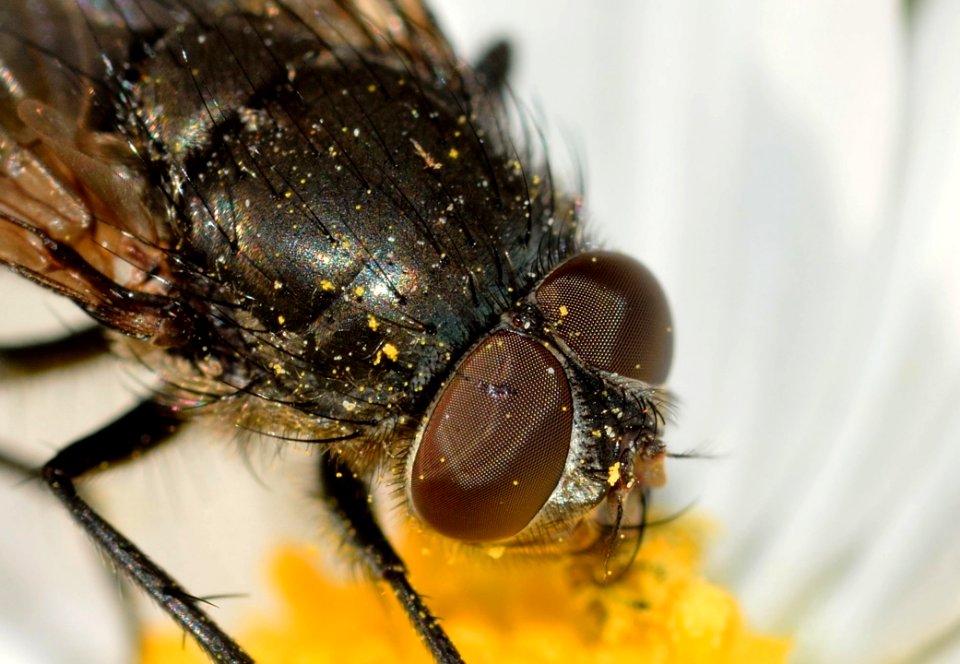 Insect Invertebrate Pest Macro Photography