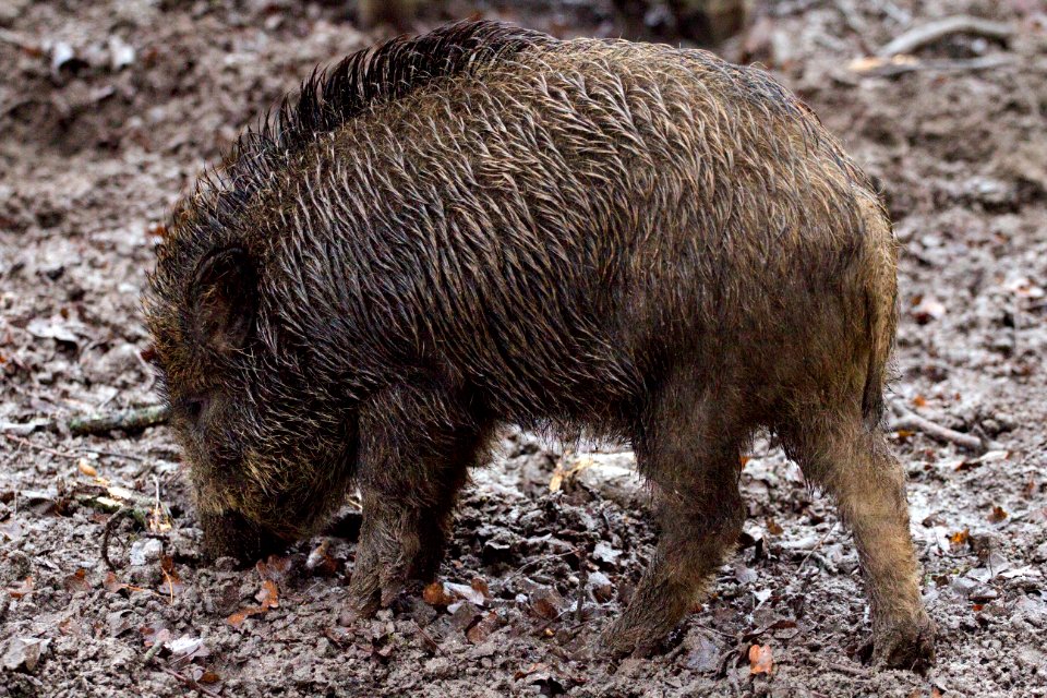 Pig Like Mammal Pig Wild Boar Mammal