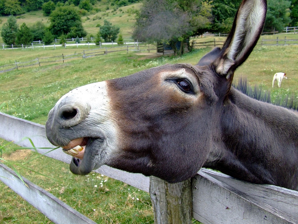 Outside animal close-up