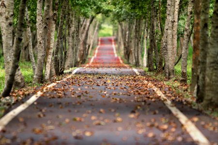 Path Nature Tree Woodland photo