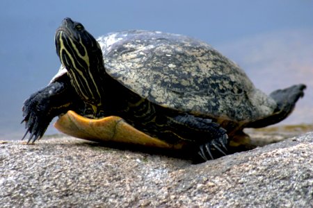 Turtle Sea Turtle Emydidae Reptile