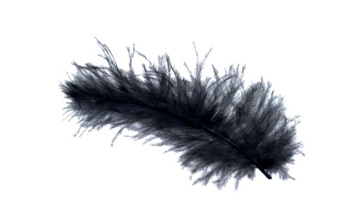 Feather Quill