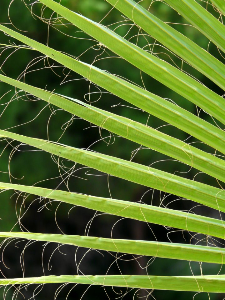 Leaf Green Plant Line