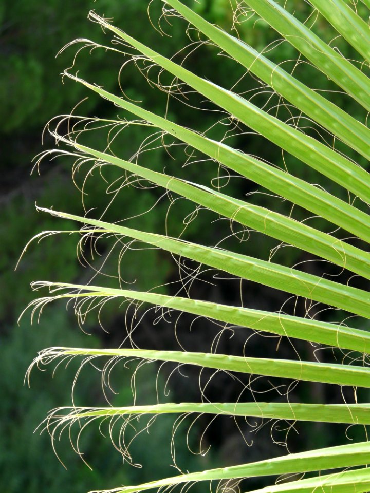 Plant Vegetation Leaf Grass