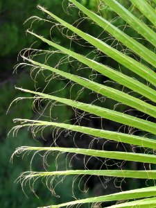 Plant Vegetation Leaf Grass