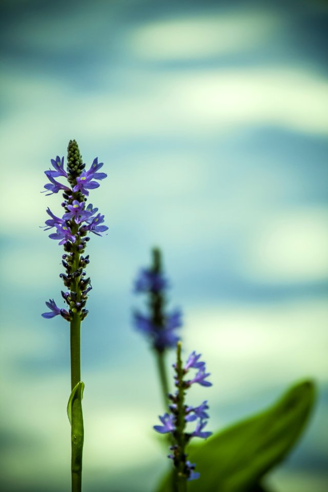 Flora Plant Lavender Close Up