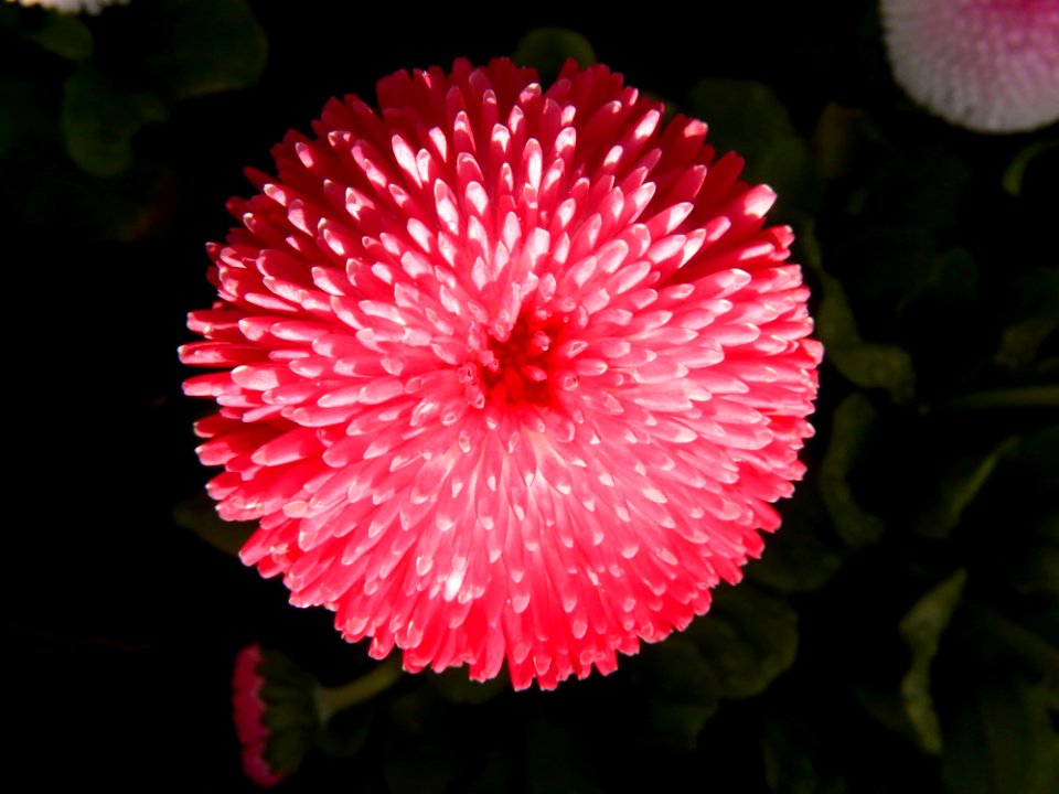 Flower Flora Plant Close Up