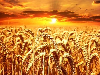 Wheat Field Grain Food Grain photo