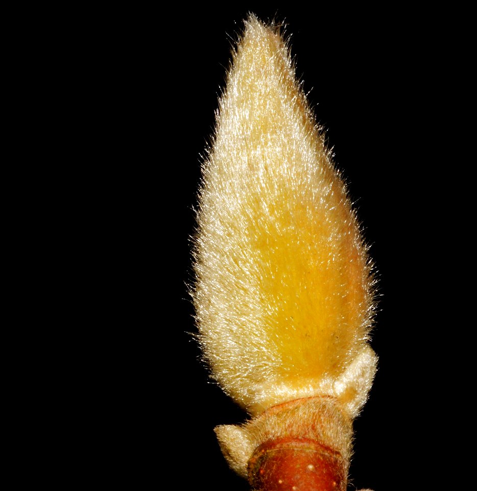 Macro Photography Organism Bud Insect
