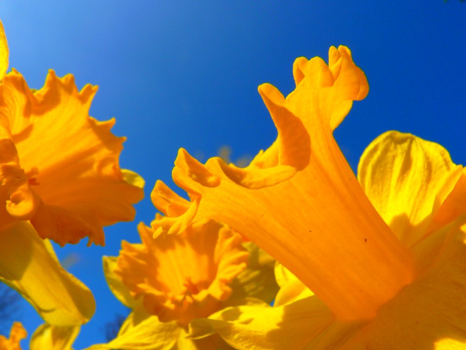 Flower Yellow Flora Sky