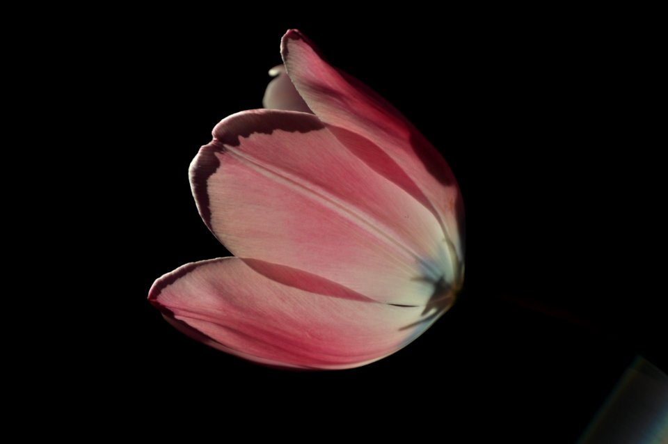 Flower Pink Close Up Petal