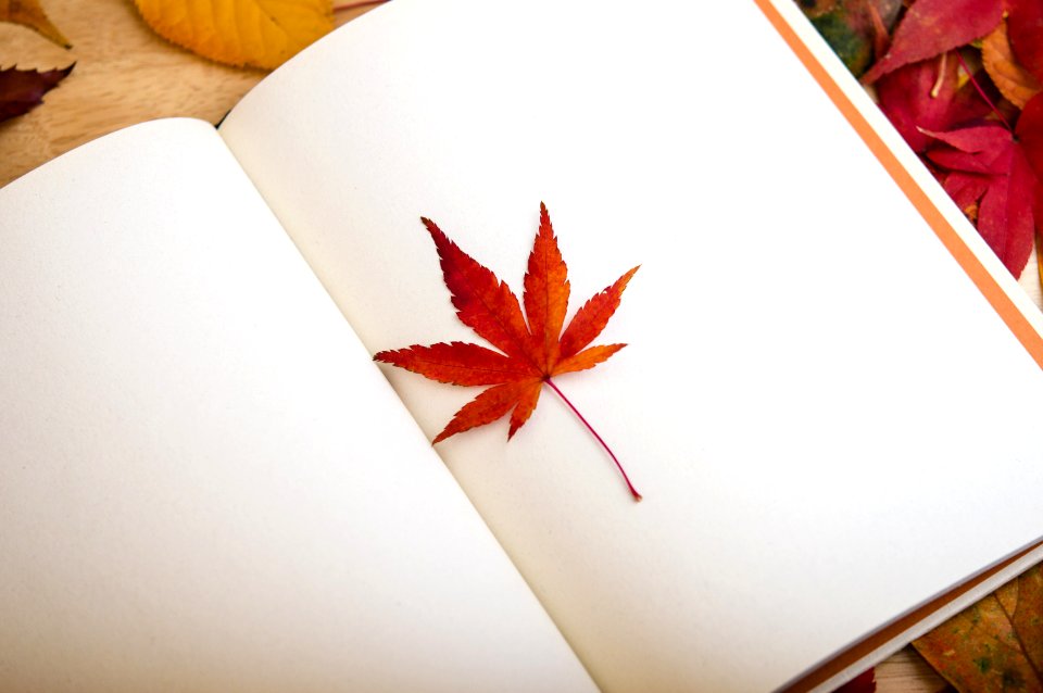 Leaf
