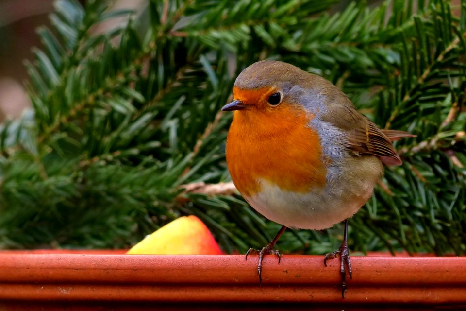 Bird European Robin Beak Fauna photo