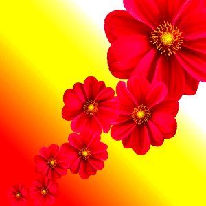 Flower Red Petal Garden Cosmos