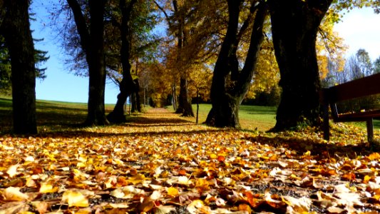 Leaf Autumn Tree Yellow