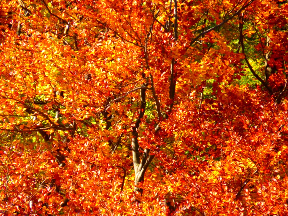 Autumn Deciduous Leaf Tree photo