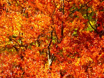 Autumn Deciduous Leaf Tree