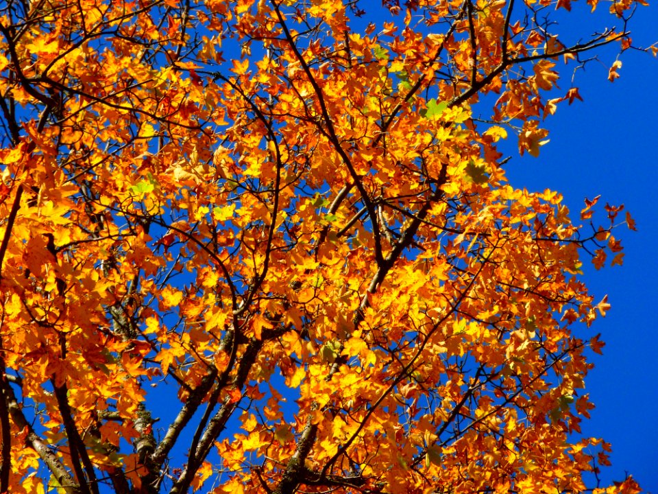 Tree Branch Autumn Yellow photo