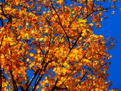Tree Branch Autumn Yellow