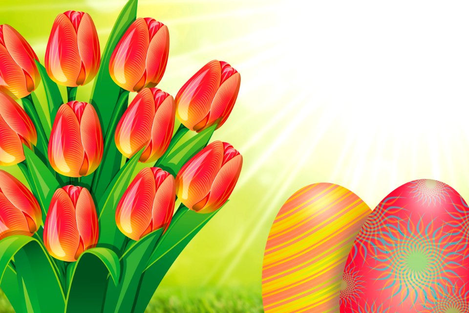 Flower Flowering Plant Plant Tulip