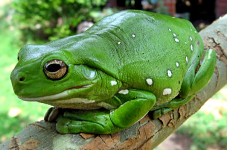 Ranidae Amphibian Frog Toad