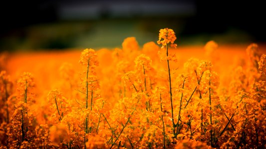 Yellow Field Wildflower Rapeseed