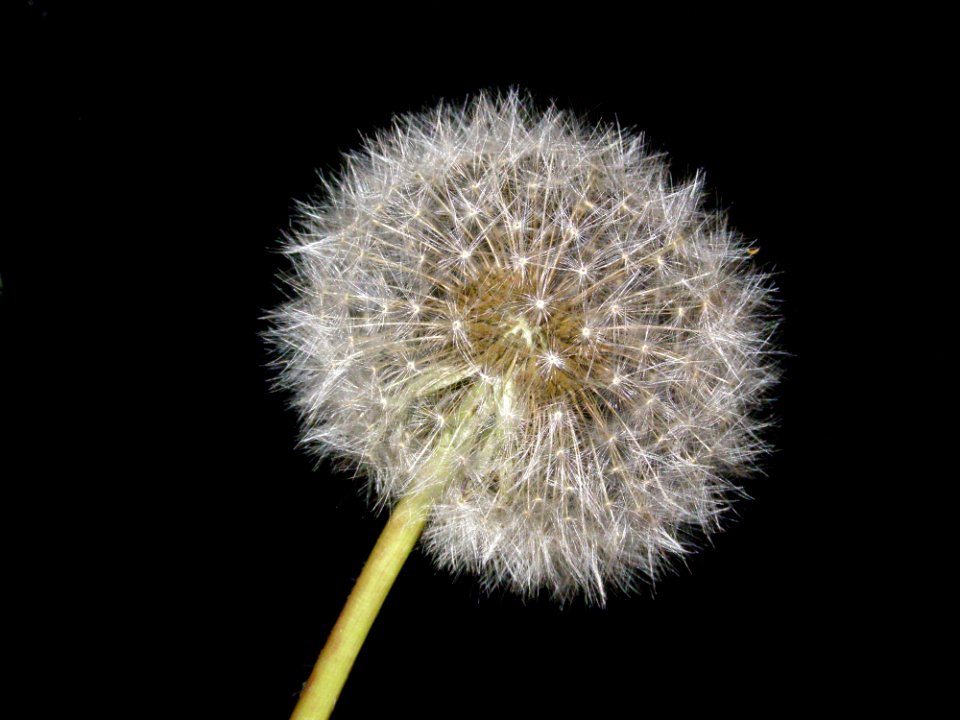 Flower Dandelion Flora Plant