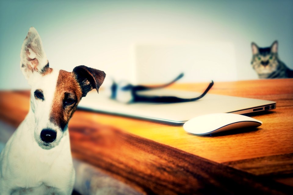Dog Dog Like Mammal Snout Carnivoran