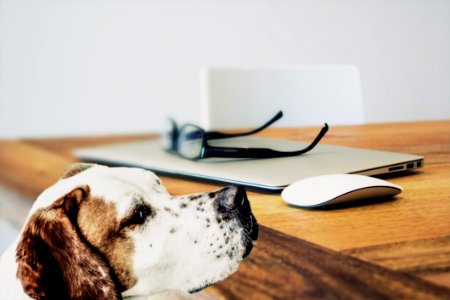 Dog Like Mammal Dog Snout Product Design