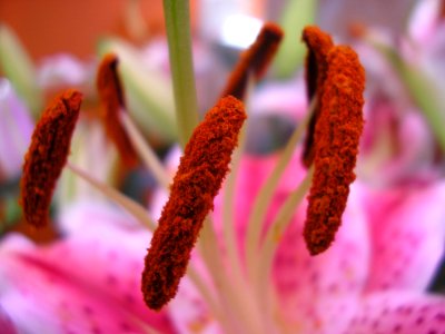 Flora Close Up Macro Photography Flower