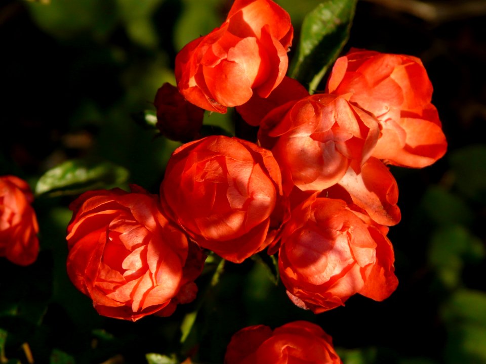 Flower Floribunda Garden Roses Rose Family