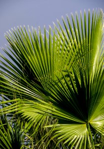 Vegetation Arecales Palm Tree Leaf photo