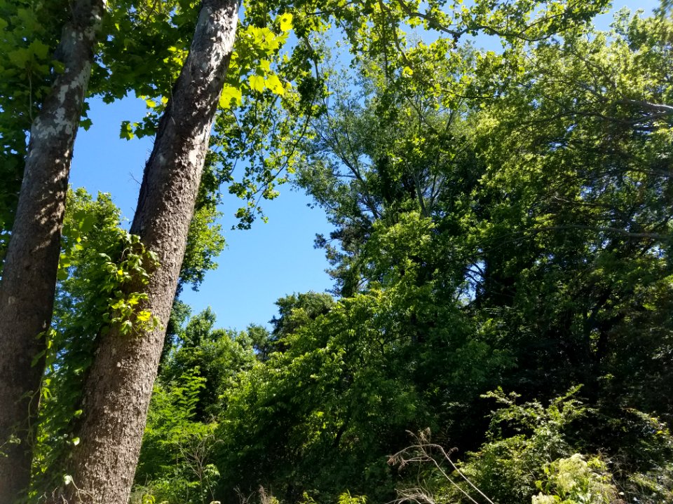 Forest Decatur Alabama