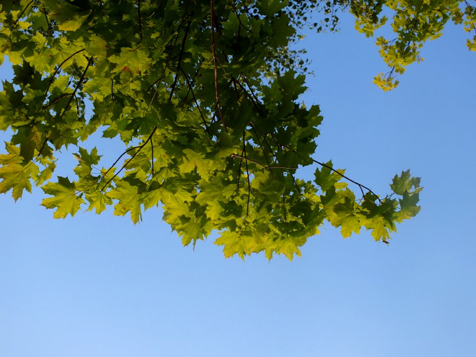 Sky Plant Branch Twig