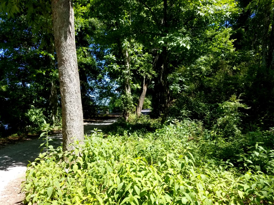 Forest Trail Decatur Alabama