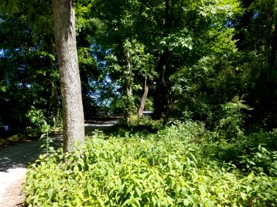 Forest Trail Decatur Alabama