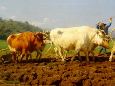 Labourage Nivernais Sit Aussi Le Sombrage (dtail) Rosa Bonheur 1849