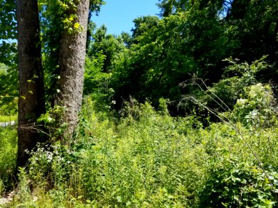 Sunlit Brush Decatur Alabama