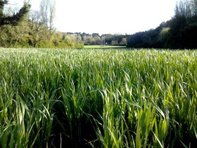 Plant Sky Natural Landscape Agriculture photo