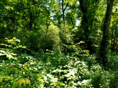 Undergrowth Decatur Alabama