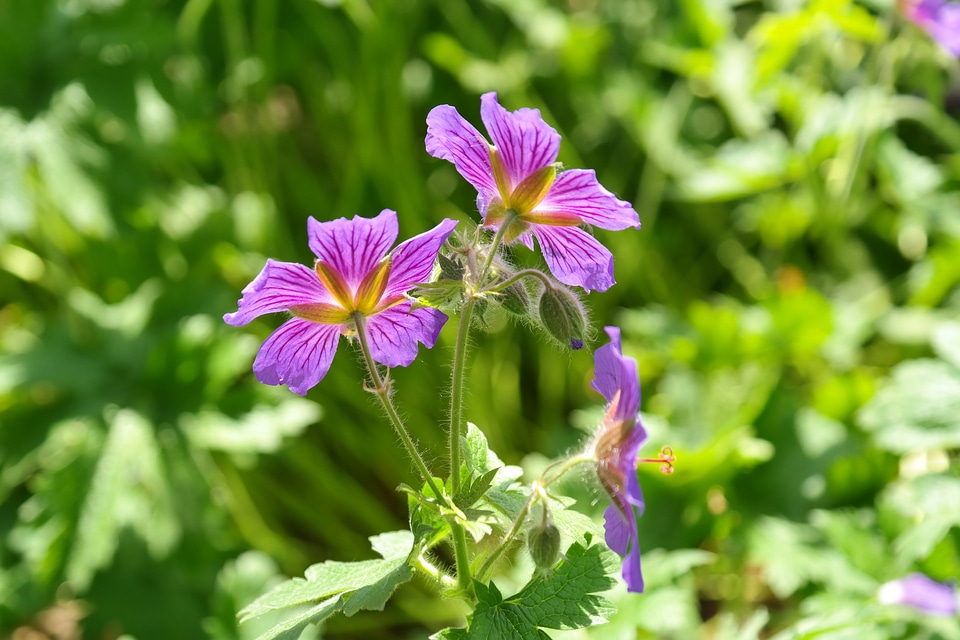 Plant flower violet