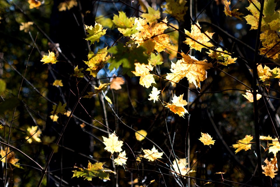 Leaves